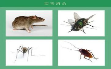 防四害工作总结5篇