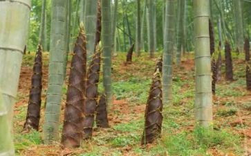 绘画笋教案通用5篇