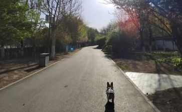 我从未停止追梦的脚步作文8篇