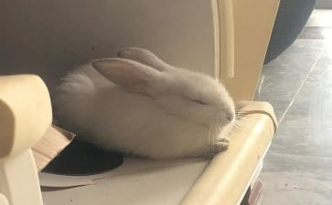中班语言虎和兔教案和反思6篇