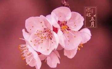 小班五月份月计划8篇