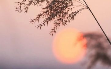 《骆驼祥子》六章读后感6篇