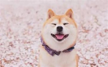 《笑猫日记》阅读心得5篇
