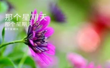 星期天,作文优秀6篇