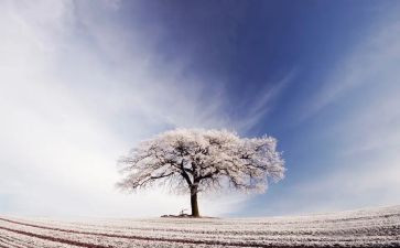 雪的调查报告作文7篇