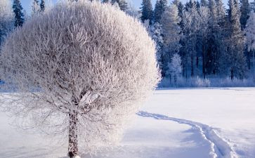 有关于雪的作文800字推荐5篇