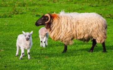 托班羊教案参考8篇