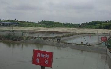 合同猪养殖合同优质8篇
