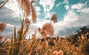 义卖活动方案最新8篇