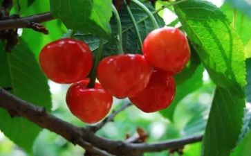 樱桃沟的樱桃节读后感6篇