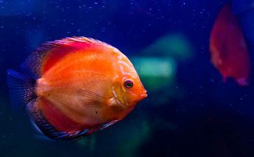 鲁彦钓鱼读后感8篇