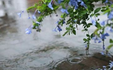 观雨优秀作文6篇