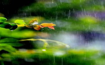 雨来的故事演讲稿优质7篇