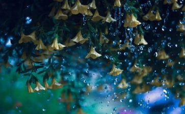 观雨作文800字作文优秀5篇