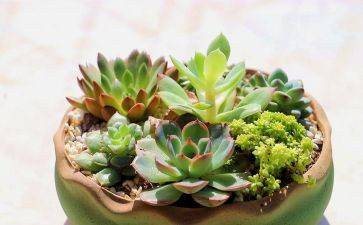 植物的生长教案7篇