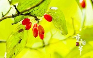重阳节100作文300字7篇