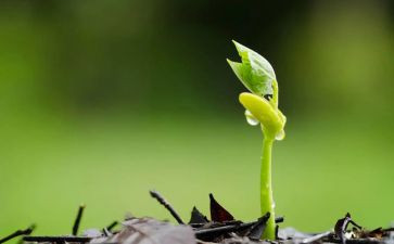 种子采购合同7篇
