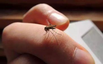 幼儿园拍蚊子教案6篇